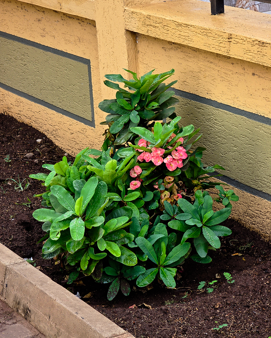 Kigongoni Gazella Hotel