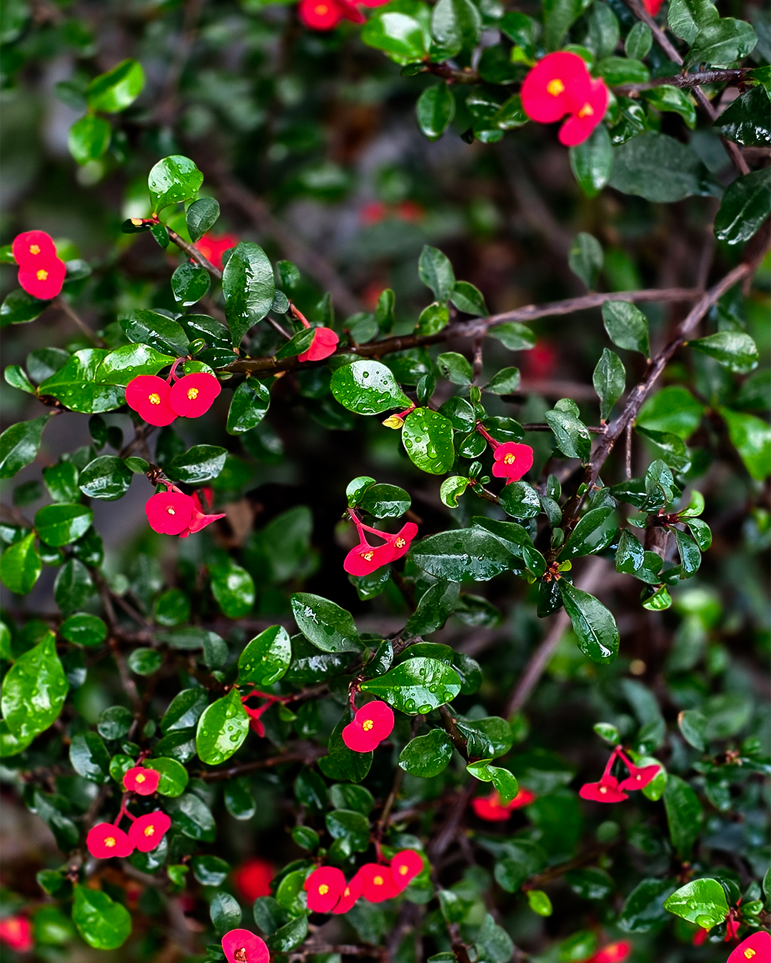 Kigongoni Gazella Hotel