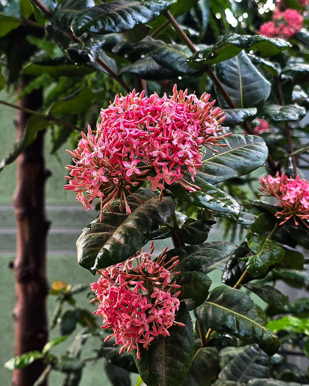 Kigongoni Gazella Hotel