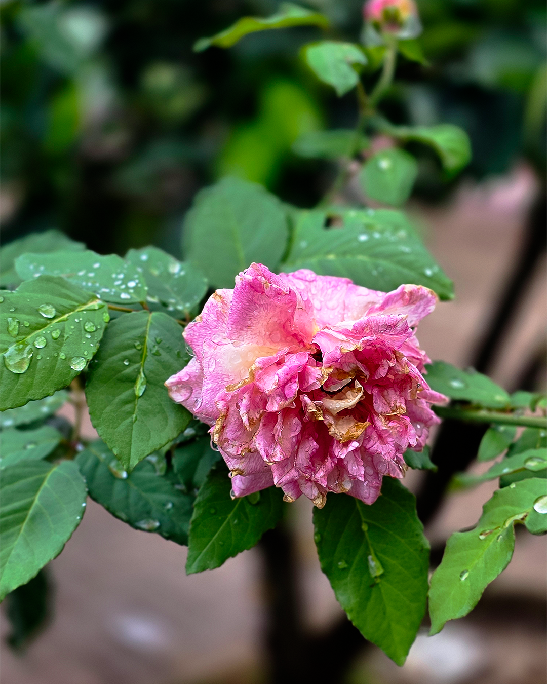 Kigongoni Gazella Hotel